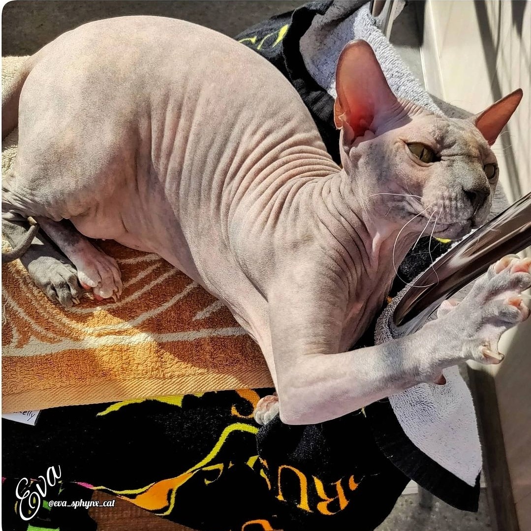 eva_sphynx_cat в LOOKY — фото 2