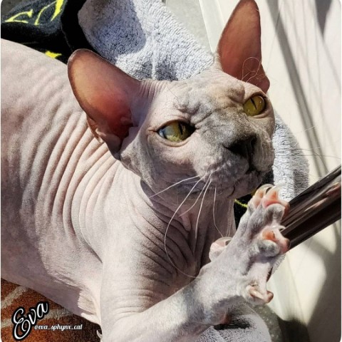 eva_sphynx_cat в LOOKY. #ева,#сфинкс,#sphynx,#донскойсфинкс,#кошка,#котики,#котэ,#лысая,#evasphynxcat,#мыизкотограмаlooky,#looky_official,#looky,#LOOKY_контент,#looky_you,#you. Привет, друзья! Всем...