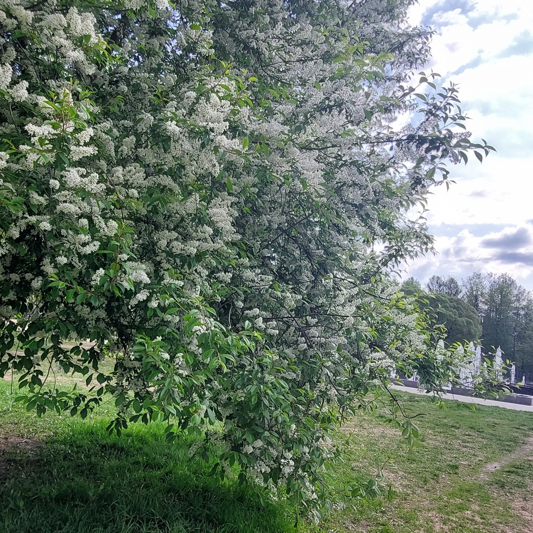 [#весна](весна) [#питер](питер) [#сирень](сирень) Красиво) 