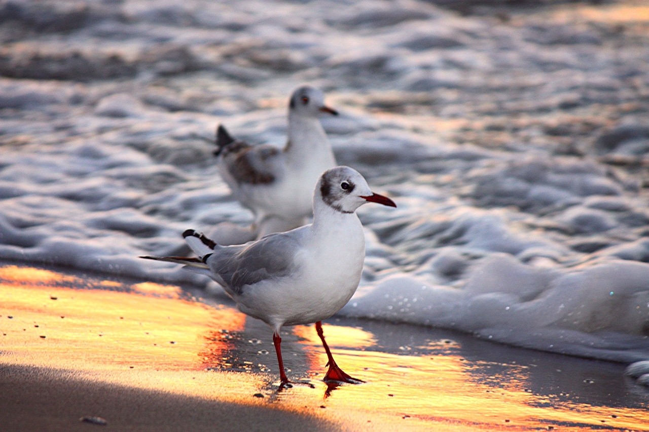 Mia insulo в LOOKY — фото 1