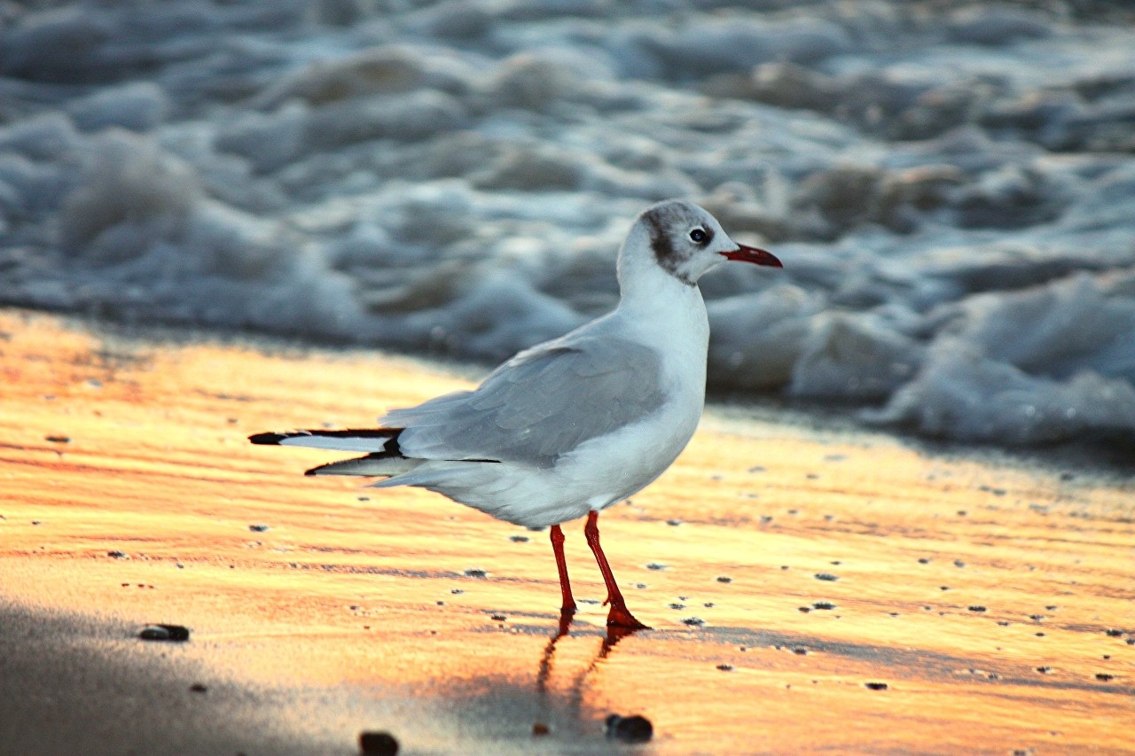 Mia insulo в LOOKY — фото 2