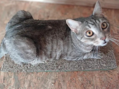 kogtedralka в LOOKY. #кошки,#котики,#котята,#прокошек,#когтеточки,#когтедралка,#двусторонняя_когтеточка,#рекомендации,#актуальное,#важно,#cats,#питомцы,#животные,#круто,#супер,#номер1,#чудо,#интересно,#красота,#сегодня,#счастье,#любовь,#лучшаякогтеточка,#топ. ✅️"Моим всё понравил...