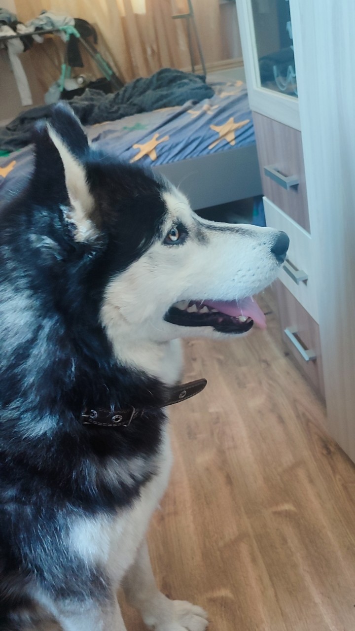 Вот такой красавчик гостил у меня пару дней😍 Зовут Лакки. Постоянно убегает от хозяина:( и гуляет по области😱