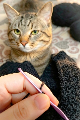 Леди Катерина и кот в LOOKY. . Решила  сесть повяза...