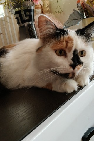 бабушка Оля в LOOKY. . [#кошечка ](кошечка)