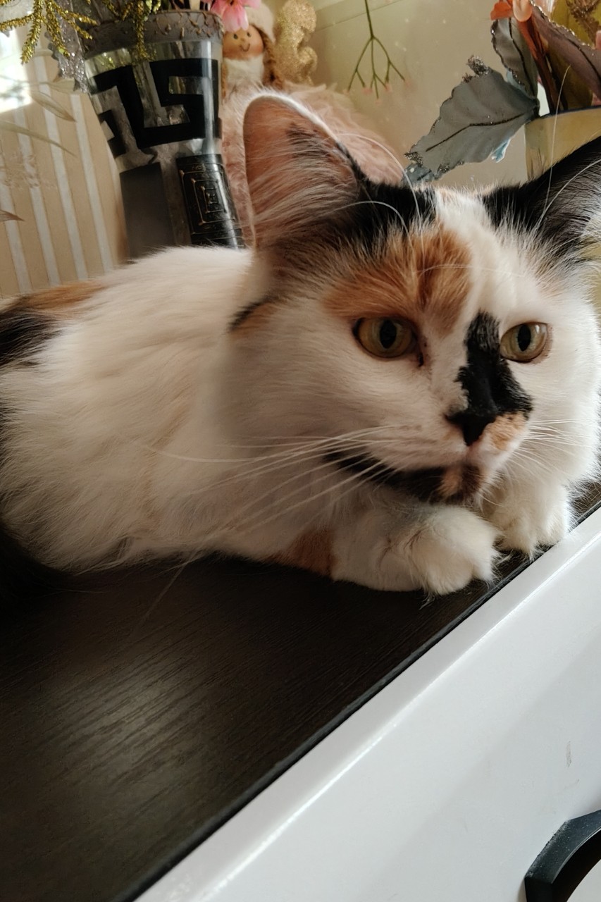 бабушка Оля в LOOKY — [#кошечка ](кошечка)
