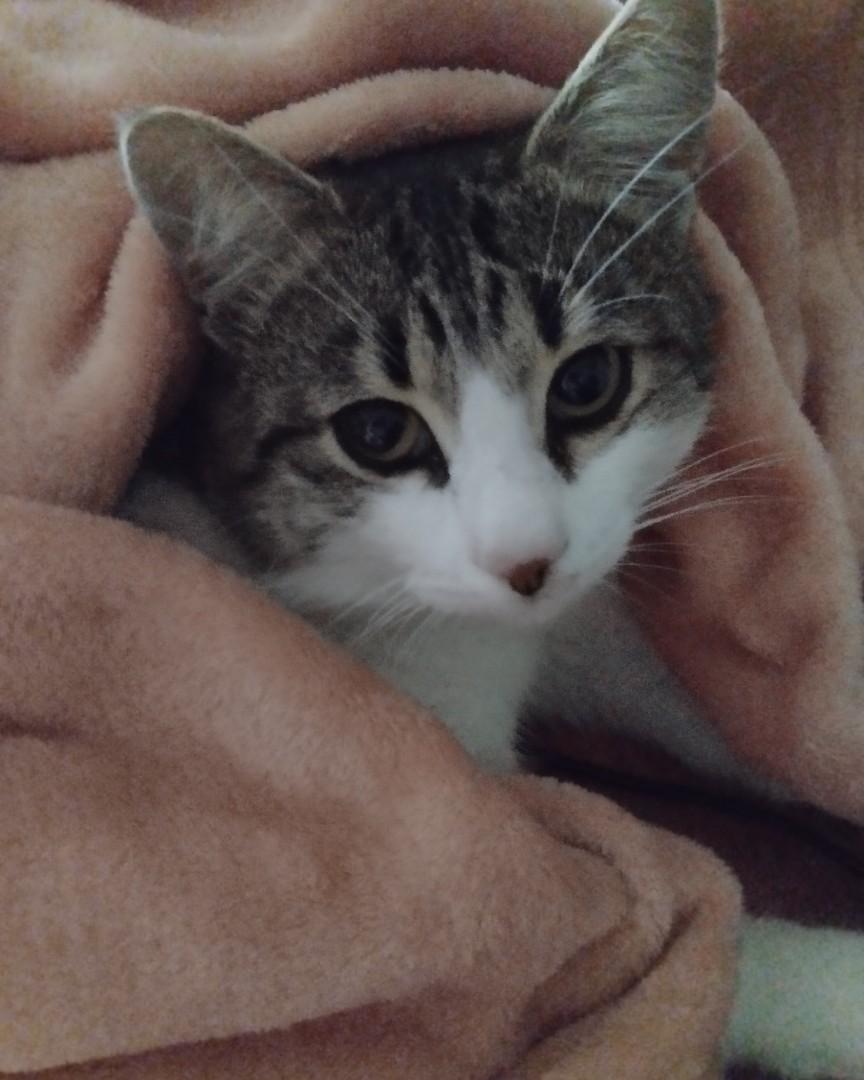 Кот Мурчик in LOOKY. . Привет🐱отпуск закон...