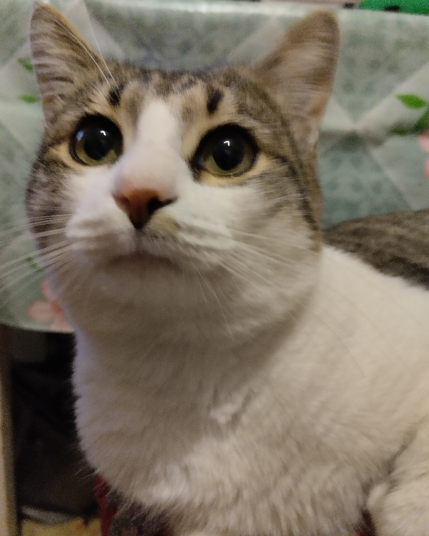 Кот Мурчик in LOOKY. . 