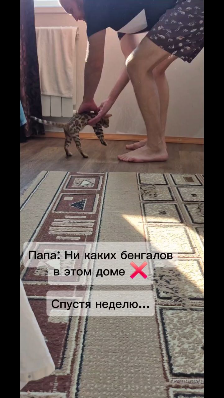 Мышка Муся и Маруся в LOOKY. #кошки,#котики,#бенгальская,#котята,#рекомендации. #кошки #котики #бенг...