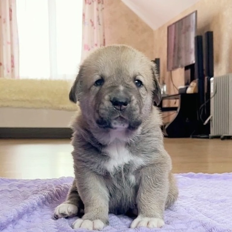 dr_larionov в LOOKY. . Превращение щенка Ис...