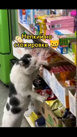 Смешные видео в LOOKY. #любовь,#мило,#смешно,#смех,#умора,#юмор,#ржака,#смешноевидео,#смешное_видео,#видео,#топвидео,#прикол,#приколы,#ржунемогу,#ржач,#шутка,#шутки,#позитив,#топ,#лучшее,#весело,#веселье,#животные,#питомцы,#дети,#спорт,#игра,#котики,#котик,#милашки,#милота,#милоисмешно,#мило_и_смешно,#кот,#кошка,#котэ,#смешныеживотные,#смешные_животные,#милыеживотные,#милые_животные,#милыепитомцы,#милые_питомцы,#домашниепитомцы,#домашние_питомцы,#домашниеживотные,#домашние_животные,#угар,#угарно,#тренд,#втренде,#подборка,#рекомендация,#рекомендации,#доброеутро,#времялюбви,#looky,#lookylove,#cats,#cat. 🐱🐱🐱





#любовь ...