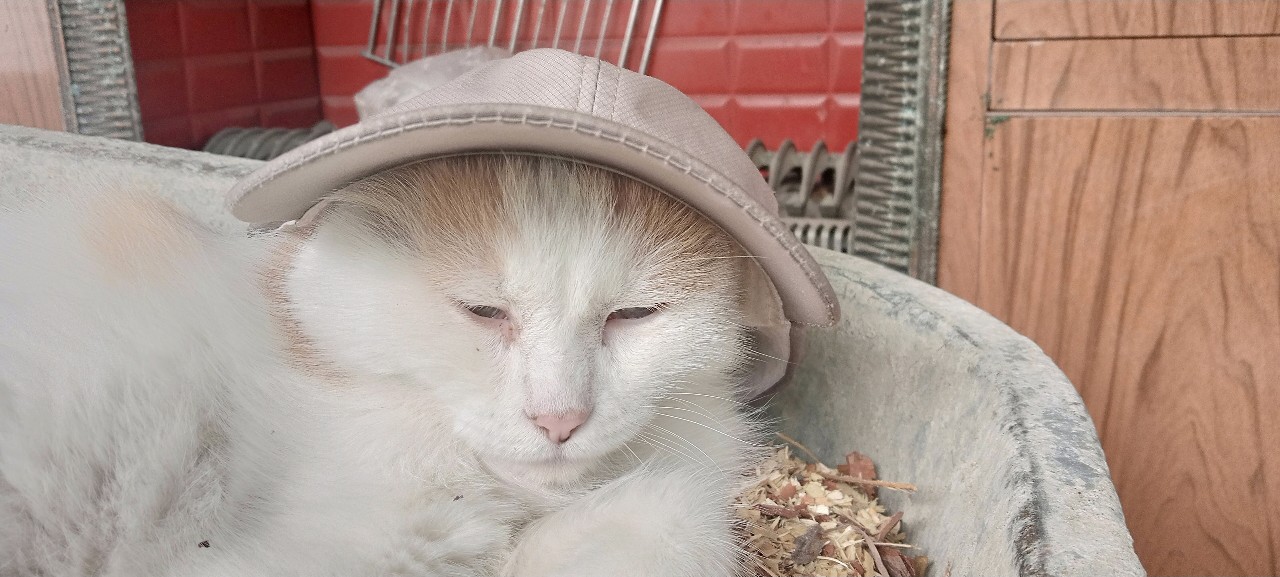  в LOOKY — публикация
