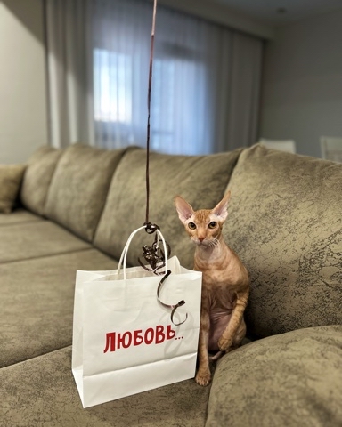 schegolev_gk в LOOKY. #сфинксы,#сфинксы,#cat,#сфинкс,#sphynxcat,#cats,#catsofinstagram,#канадскийсфинкс,#sphynxlove,#catstagram,#кошка,#catsagram,#sphynxkitten,#котейка,#catlovers,#кошки,#love,#котофей,#repost,#sphinxcat,#моякиска,#catselfie,#лайк,#catlover,#юлиныкоты,#зоясфинкс,#лысаякошка,#сфинксомания,#sphynxlife,#ufo,#love,#любовь. #сфинксы #сфинксы #c...
