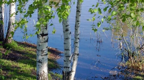 sveta_leta в LOOKY. . 🌳💦 Берёзовая рощиц...