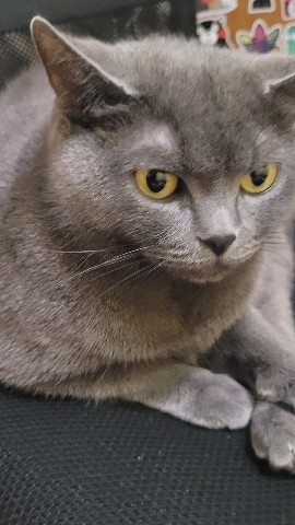 vadim_gvd в LOOKY. . [#кот](кот) [#кошка]...