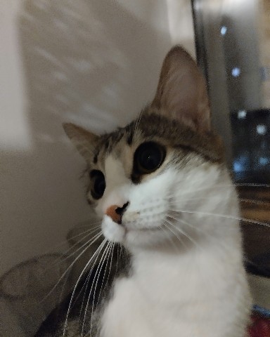 Кот Мурчик в LOOKY. . 