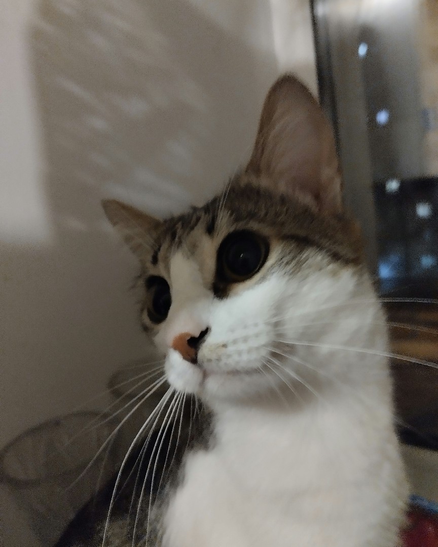 Кот Мурчик in LOOKY. . 