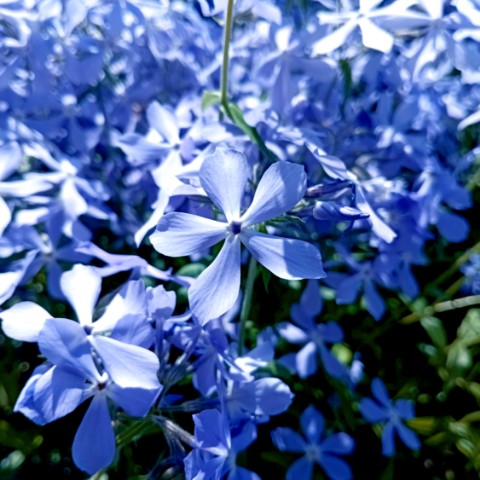 volkov в LOOKY. #,#spring. Цветы # flowers #spr...