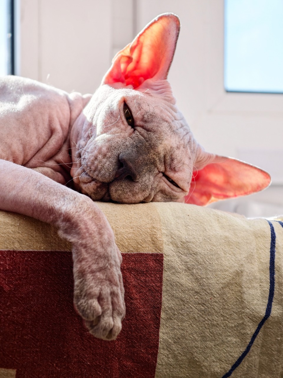 eva_sphynx_cat в LOOKY — фото 3