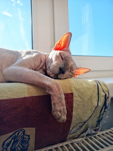eva_sphynx_cat в LOOKY. #ева,#сфинкс,#sphynx,#донскойсфинкс,#кошка,#котики,#котэ,#лысая,#evasphynxcat,#мыизкотограмаlooky,#looky_official,#looky,#LOOKY_контент,#looky_you,#you. Привет, друзья! Отли...