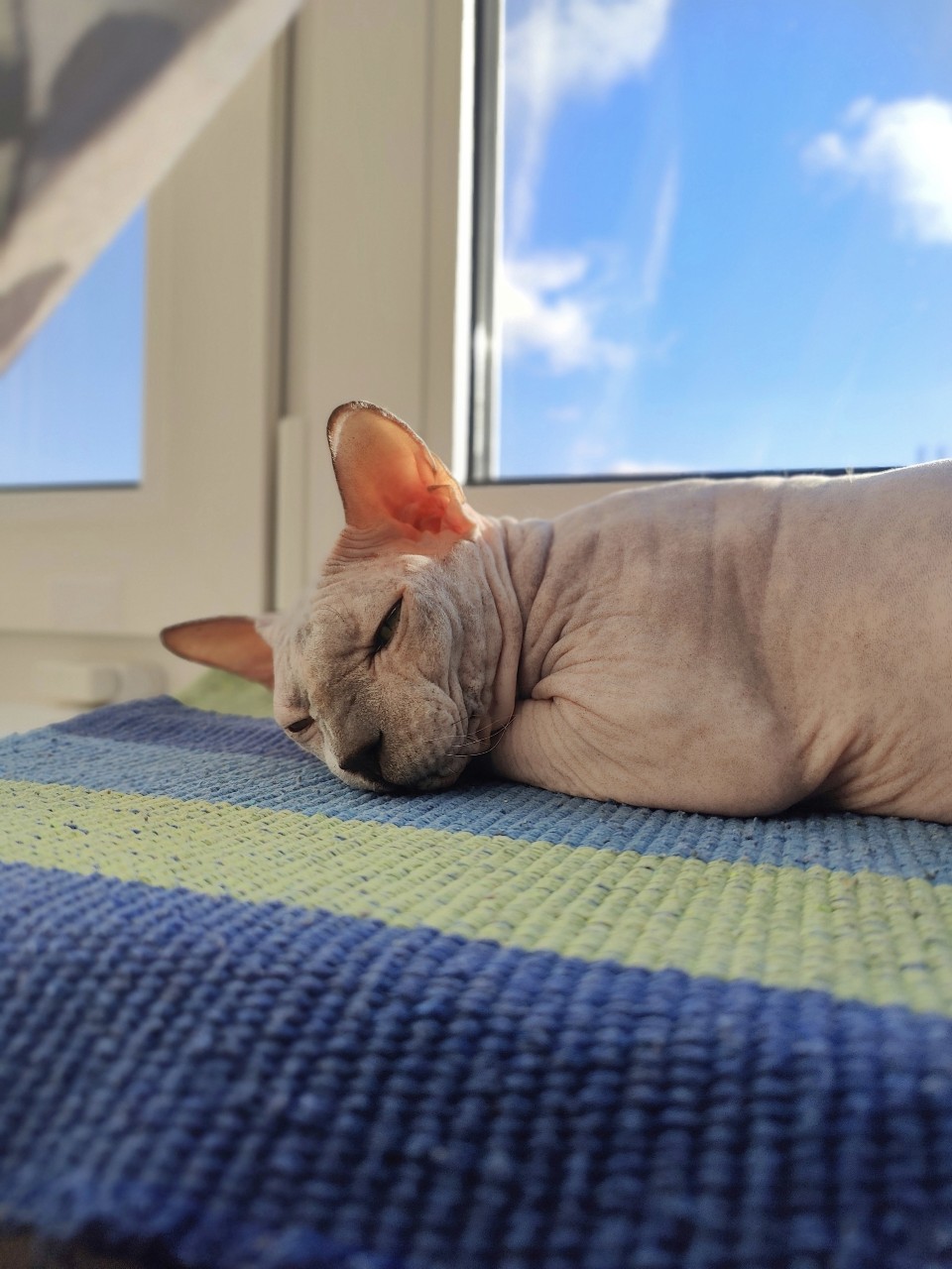 eva_sphynx_cat в LOOKY — фото 4