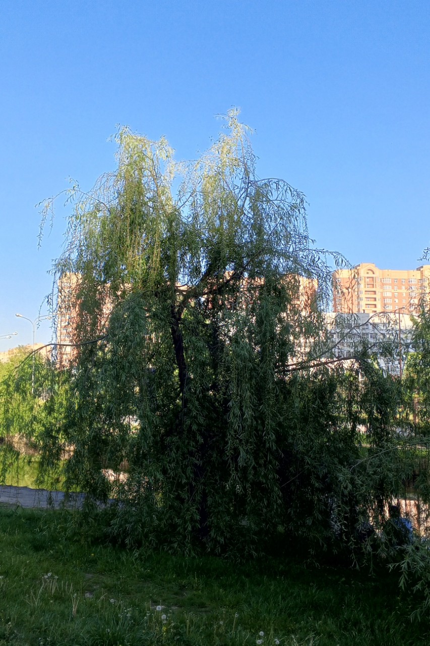Olguita в LOOKY — публикация