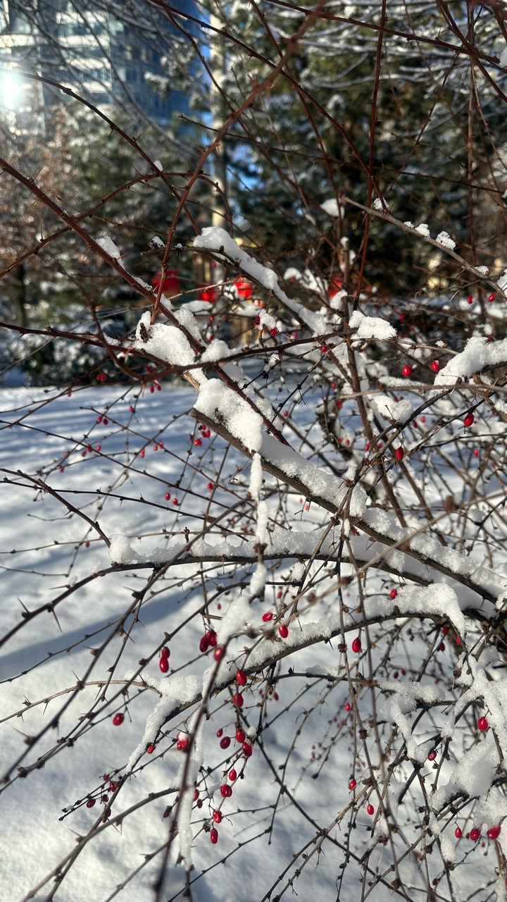 Зима в Ростове в этом году поражает ❄️