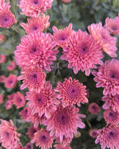 mylti_flora в LOOKY. #хризантема,#мультифлора,#Краснодар,#цветы. Первые два фото это ...