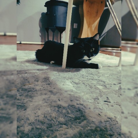iskrennost_namerenyi в LOOKY. #аксель,#куксель,#cat. Довольный 😊 #аксель...