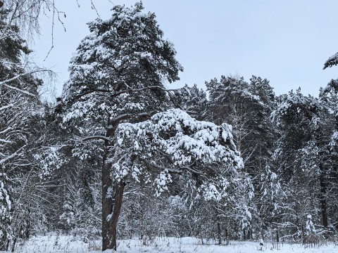 Юрий Эл Фотограф Москва в LOOKY. . Прогулка третьего ян...
