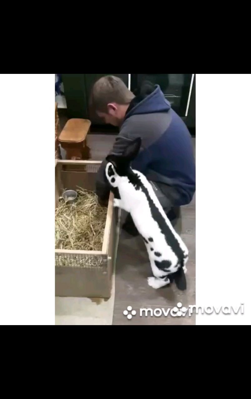 Живущий в России в LOOKY. #кролики,#кролиководство,#животные,#animals,#bunny,#pets. Я под контролем 
I'm...