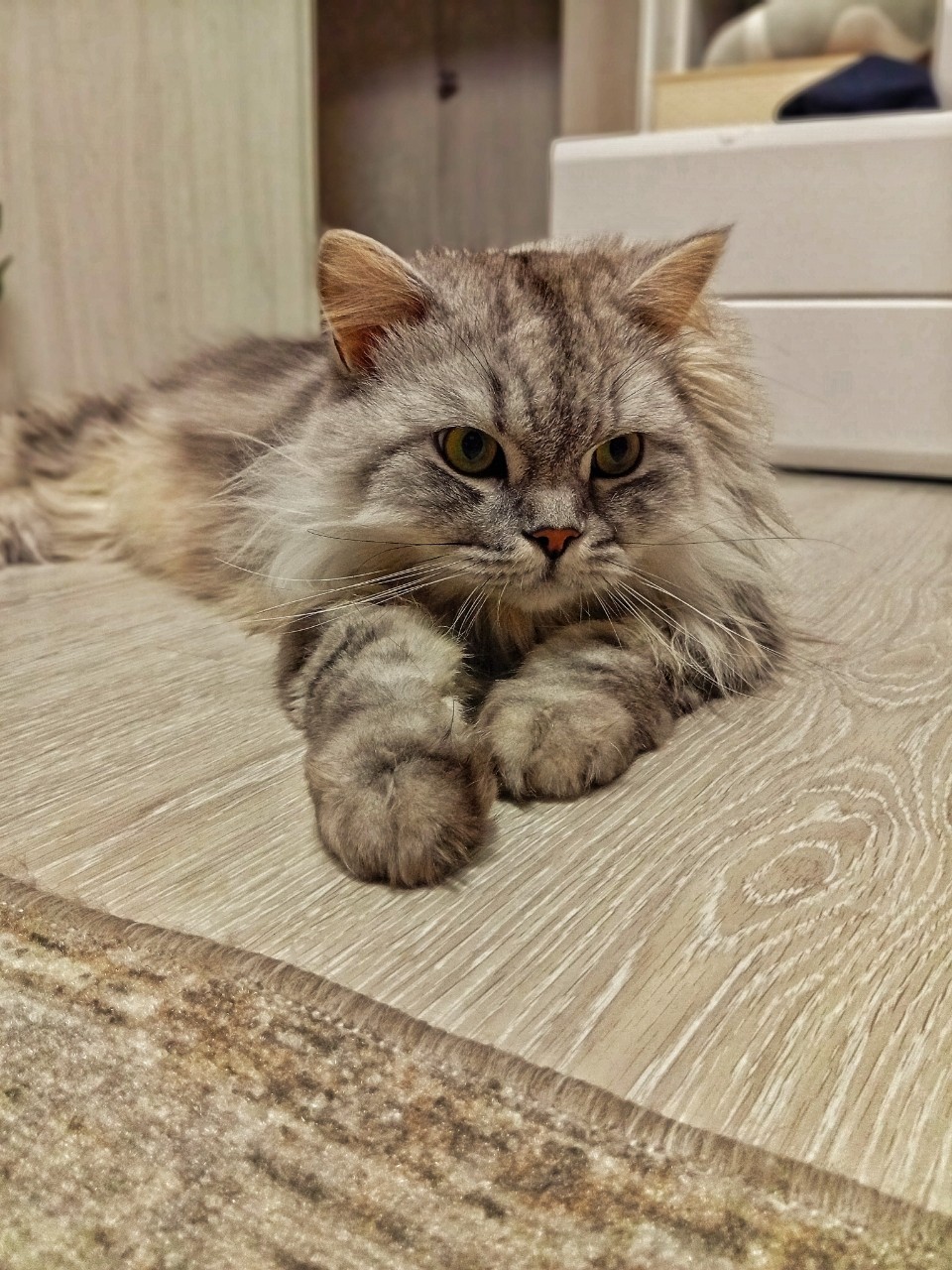 darenka_little в LOOKY. #cat. #cat [#cats ](cats)[...