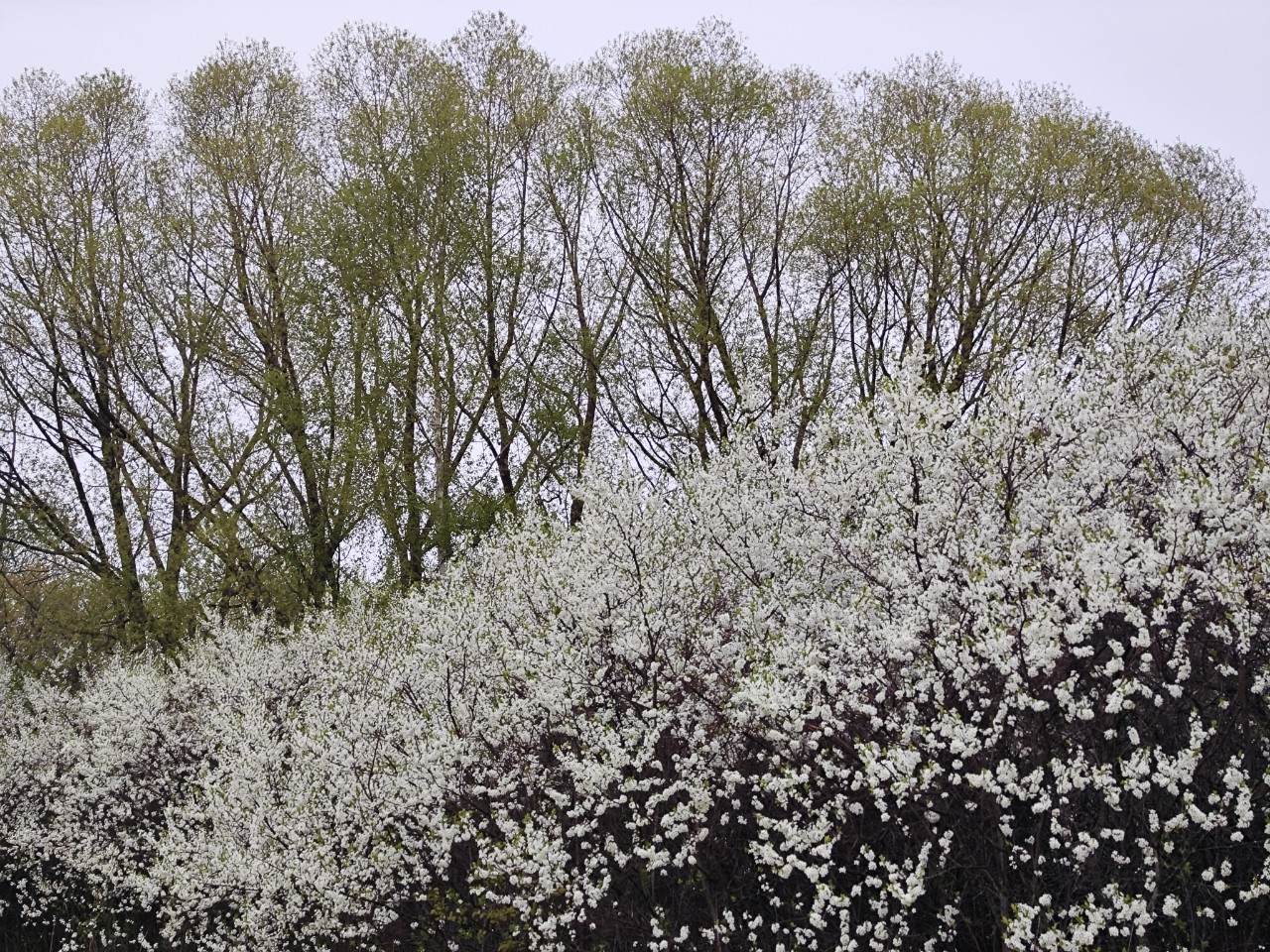 Kamenka в LOOKY — фото 4