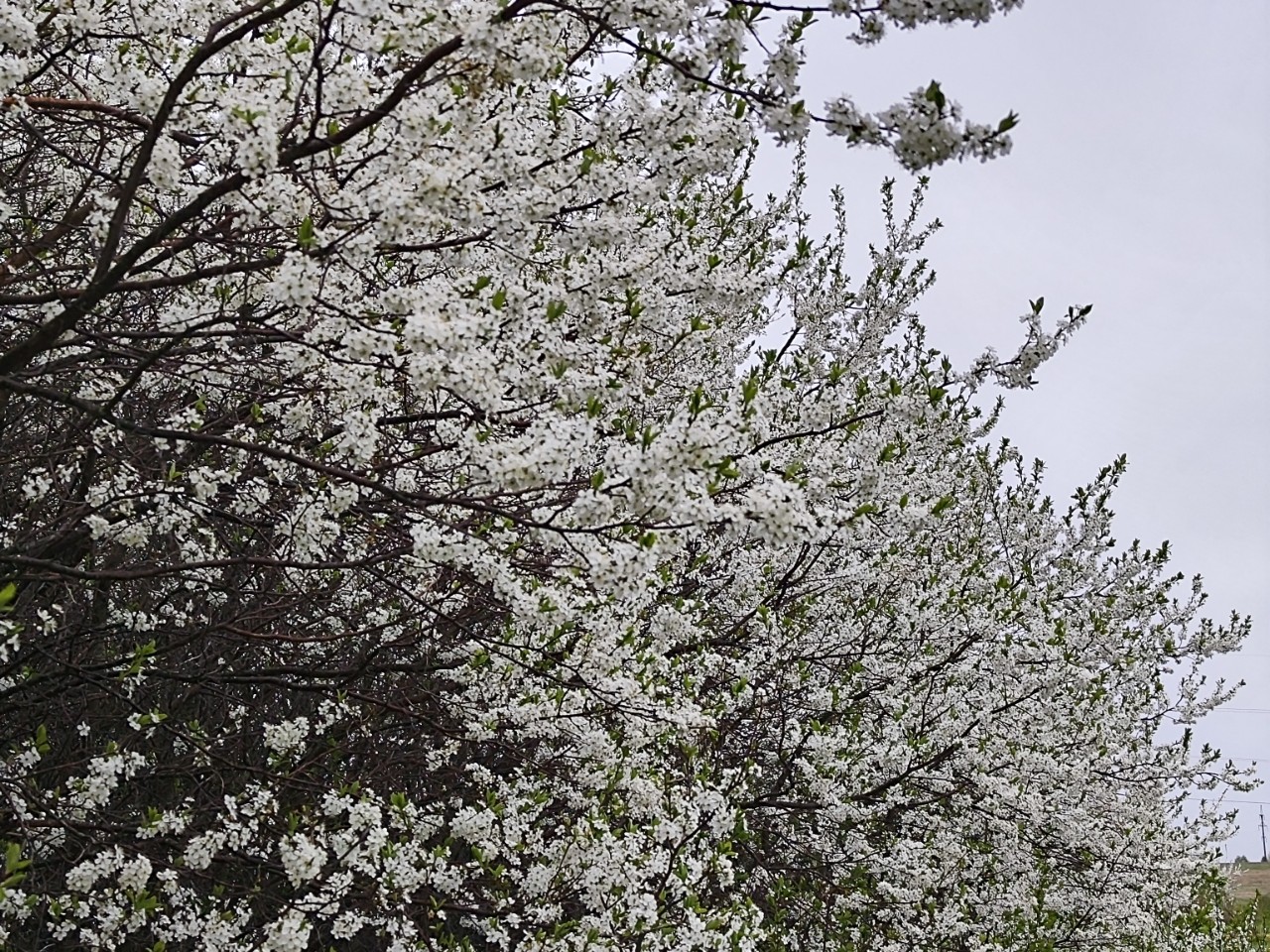 Kamenka в LOOKY — фото 3