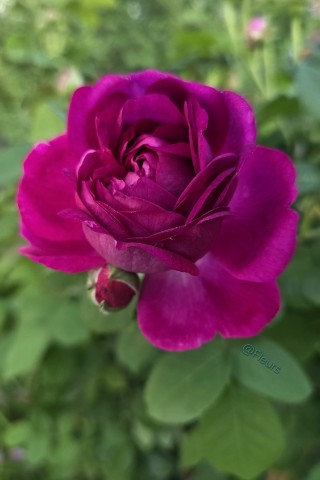Fleurs в LOOKY. #отпуск,#цветочноенастроение,#эстетика,#розы,#цветы,#огород,#дизайн,#прекрасноерядом,#понедельниквшоколаде,#релакс,#моментыжизни,#looky,#looky_official,#looky_контент,#looky_цветы. Идеальный понедельни...
