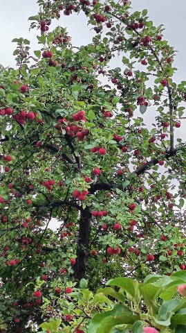 odna_272 в LOOKY. . Autumn. The time of ...