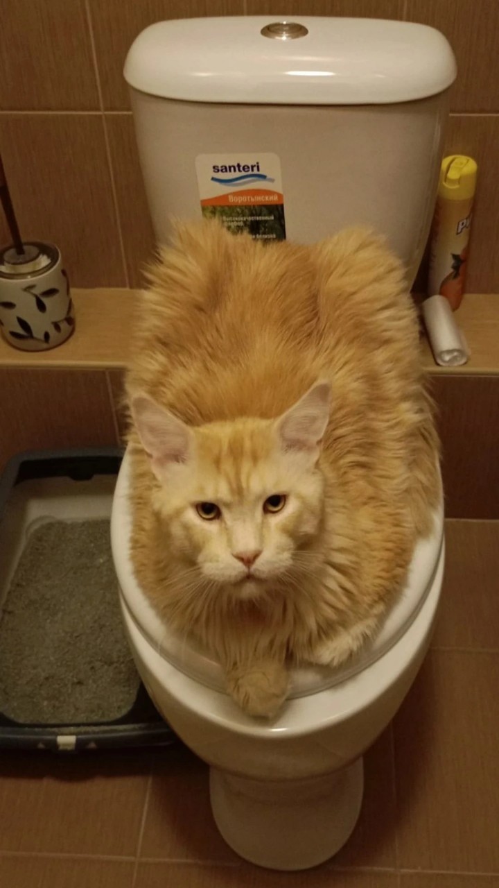 котики в нейронке в LOOKY — фото 2