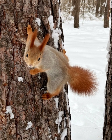 Sergei Nazarenko в LOOKY. . Squirrel
