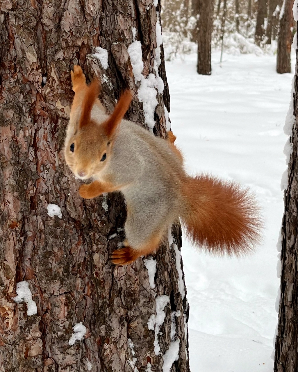 Squirrel