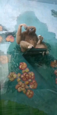 ЛЕНЬчик Рада in LOOKY. . 🐵
🔹 Обезьяныч) ) )...