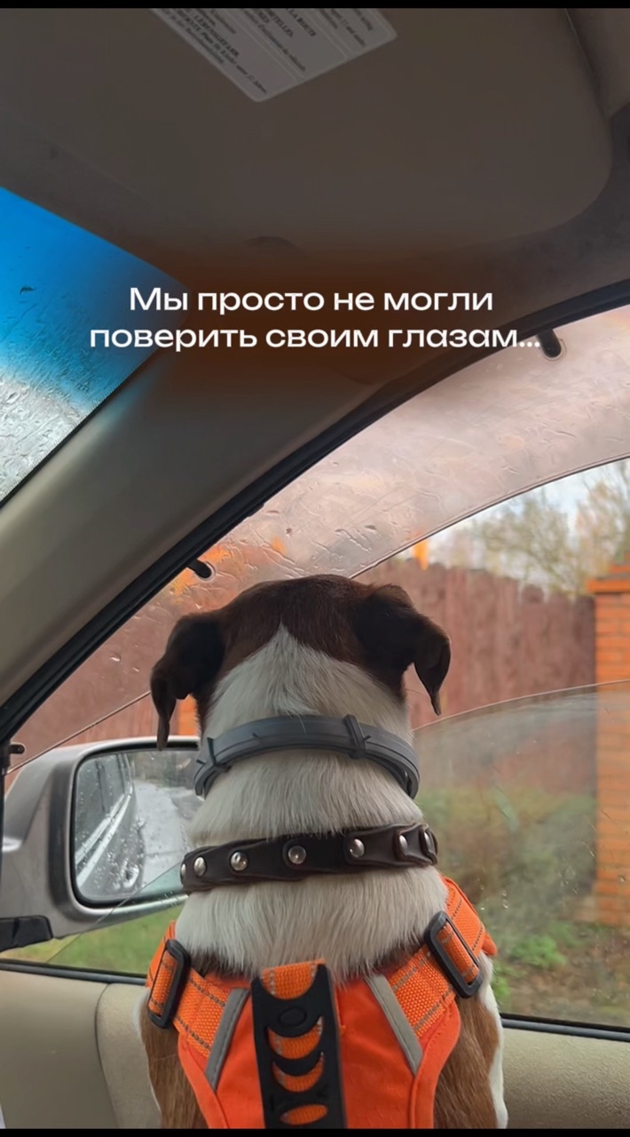 Собака Бэтмен в LOOKY. #232785020. Это просто невероятн...