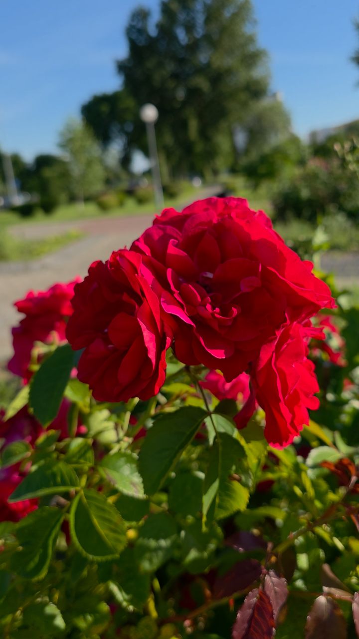 Fleurs в LOOKY. #розы,#цветы,#растения,#огрород,#прекрасноерядом,#люблюцветы,#looky,#looky_official,#looky_контент,#looky_цветы,#природа,#пейзаж,#красивыеместа. Пусть маленькие радо...