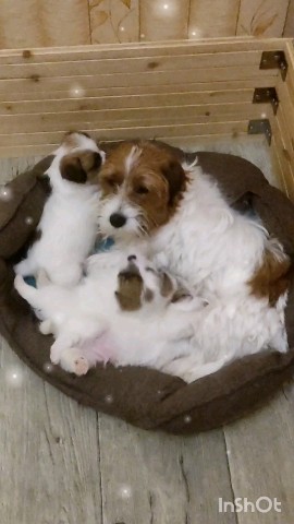 allegro_diavoletto_kennel в LOOKY. . Лялечка чудесная мам...