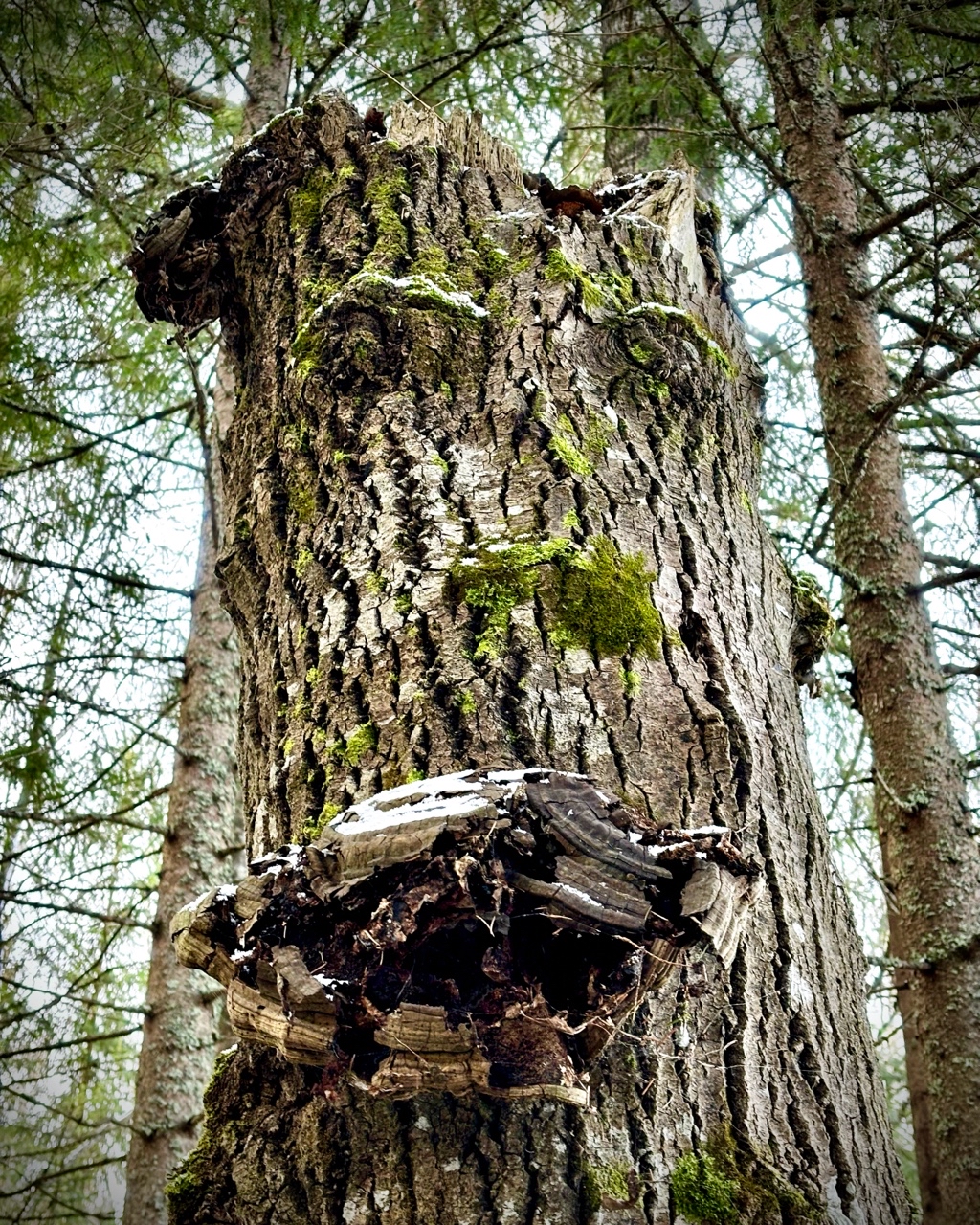 archizelig в LOOKY. #область. Лесной лик #область ...