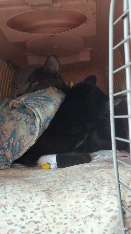 PetsStalkerS in LOOKY. #многокотные. Красотулечка наша пр...