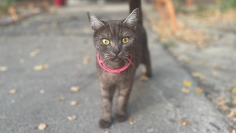 kate_risovaka в LOOKY. . Осенние [#котики ](к...
