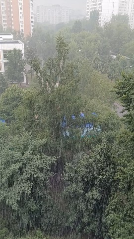 Щенок в LOOKY — публикация