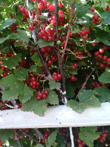 Ve27ra04 в LOOKY. . 🍓🍇🍒