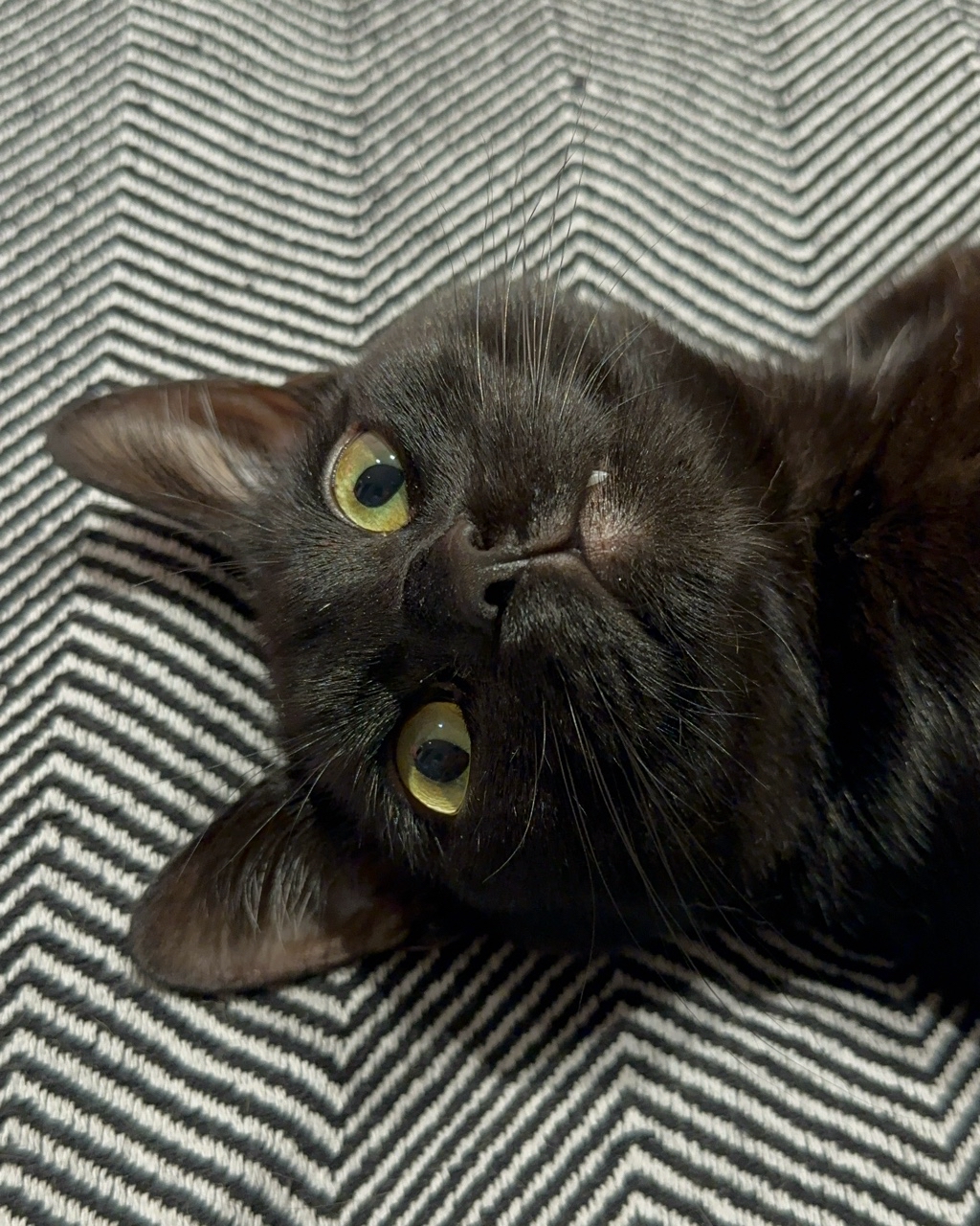 Луна. #кощька [#котики](котики) 