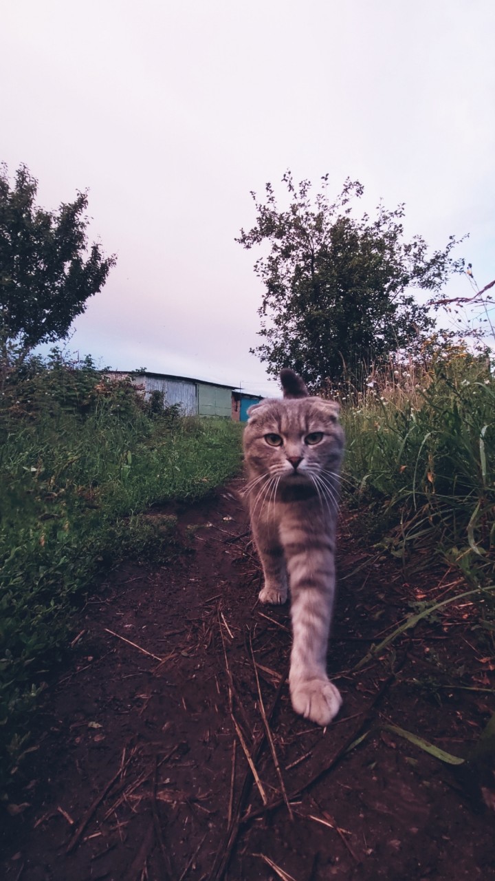 tati_vina в LOOKY — #котики